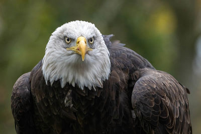 Close-up of eagle