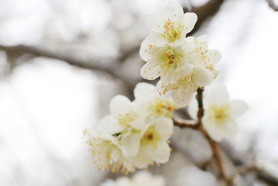 Close up white japanese apricot blossoms.