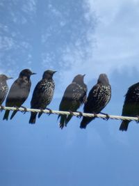 Low angle view of birds perching on cable against sky