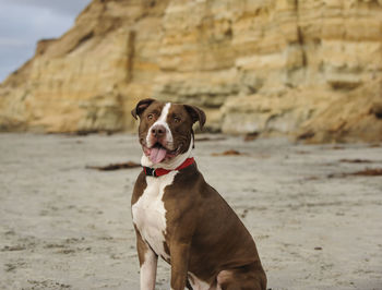 Dog sitting on beach with its sticking out tongue