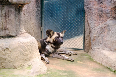 Close-up of hyena 