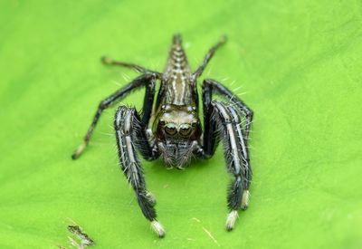 Close-up of spider