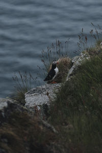 Bird perching on lakeshore