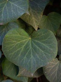 High angle view of green leaves