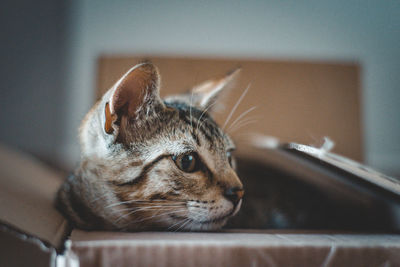 Close-up of a tabby cat laying in a box