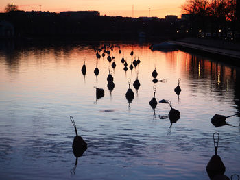 Silhouette ducks swimming in lake during sunset