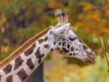 Close-up of giraffe