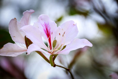 Close-up of pink flower