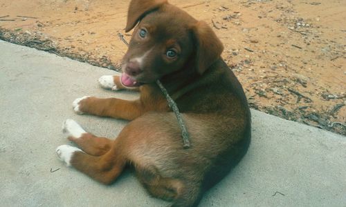 Portrait of dog