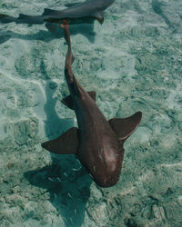 High angle view of fish swimming in sea