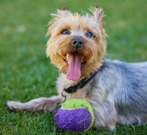 Close-up of dog on grassy field