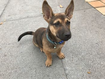 High angle portrait of dog on road in city