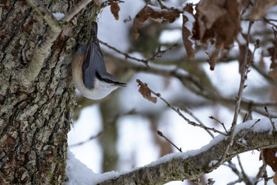 Close-up of snow on tree trunk