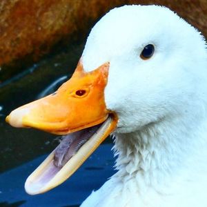 Close-up of a bird