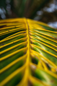 Close-up of palm leaves