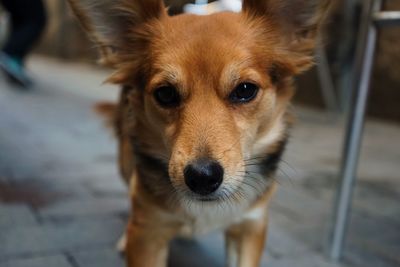 Close-up portrait of dog