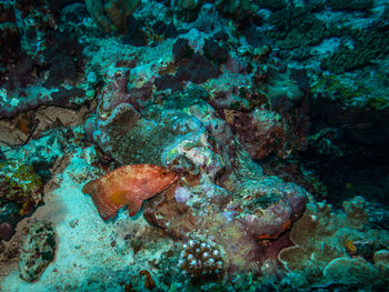 Close-up of fish swimming in sea