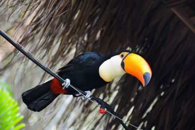 View of toucan bird perching on cable wire
