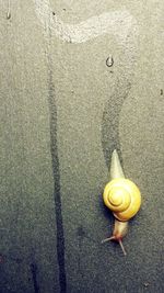 Close-up high angle view of snail