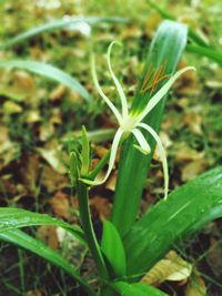 Close-up of fresh green plant