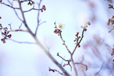 Low angle view of pink flowers