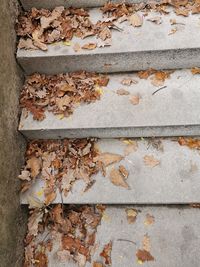 Close-up of autumn leaves on wall