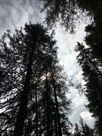 Low angle view of silhouette tree in forest against sky