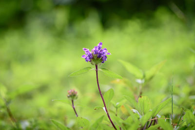 Close-up of purple flowers