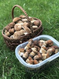 Mushrooms in basket on field