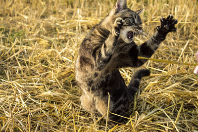 Close-up of angry cat on hay