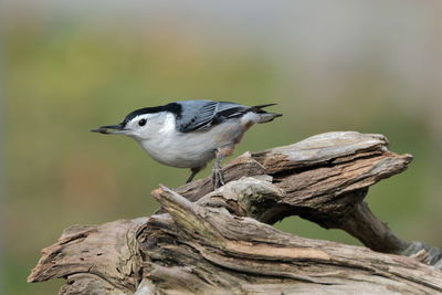 Close-up of bird perching on branch