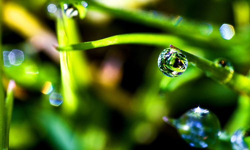 Close-up of water drops on leaf