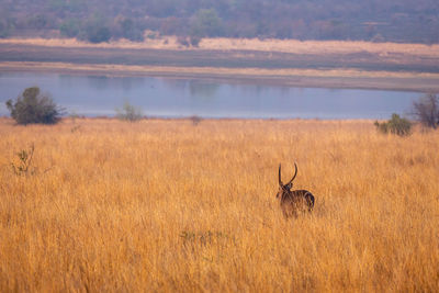 View of deer on field