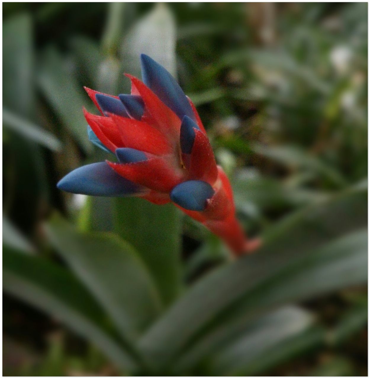 transfer print, flower, auto post production filter, close-up, petal, fragility, beauty in nature, growth, wildlife, focus on foreground, red, plant, nature, freshness, animal themes, flower head, orange color, animals in the wild, one animal, selective focus