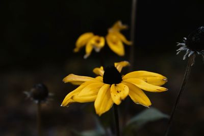 Close-up of black-eyed susan blooming in park