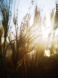 Close-up of stalks in field against bright sky