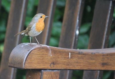 Close-up of bird perching on wood