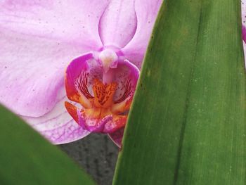 Close-up of flower blooming outdoors