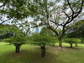 Trees in park