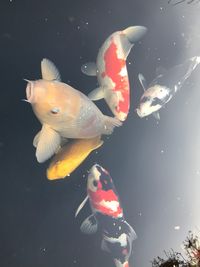 Close-up of fish swimming in water