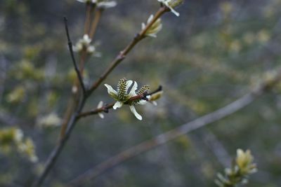 Close-up of white flowering plant