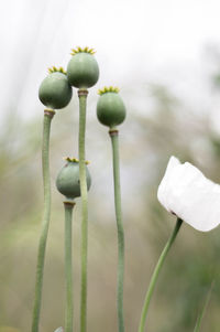 Close-up of flower buds