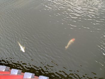 High angle view of fish swimming in sea