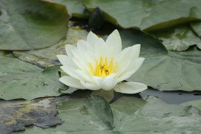 Close-up of lotus water lily in pond