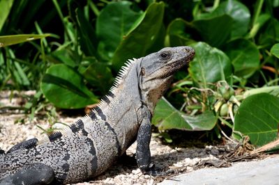 Close-up of lizard on land