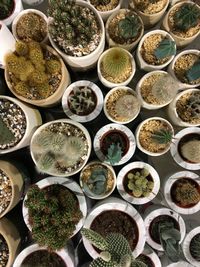 High angle view of succulent plants