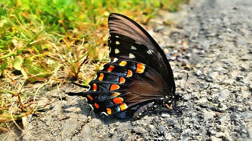 Close-up of butterfly on leaf