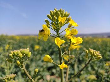 Close-up of yellow flowering plants on field