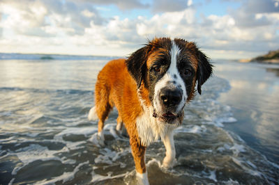 Portrait of dog standing at beach against cloudy sky