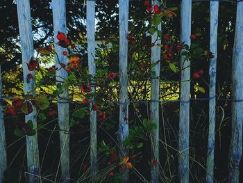 Plants and trees seen through fence